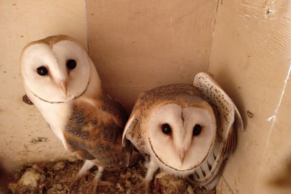 Taller d'egagròpiles | © Xevi Soler Taller d'egagròpiles | © Xevi Soler