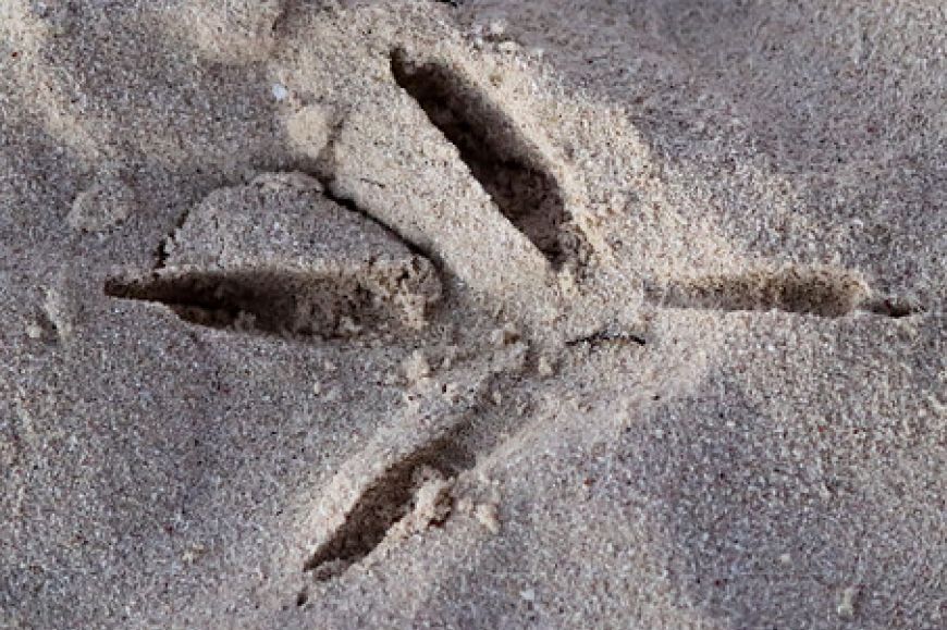 Seguim el rastre! | © Museu de la Mediterrània Seguim el rastre! | © Museu de la Mediterrània