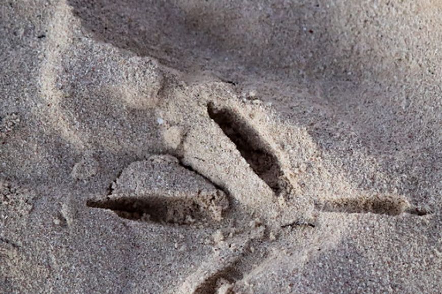 Seguim el rastre! | © Museu de la Mediterrània Seguim el rastre! | © Museu de la Mediterrània