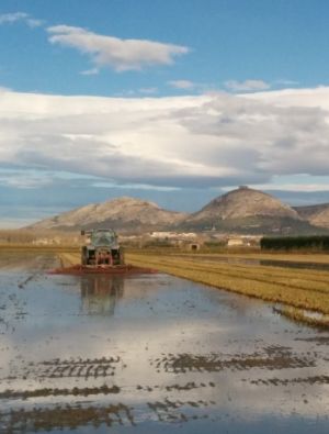 Els arrossars de Pals Els arrossars de Pals