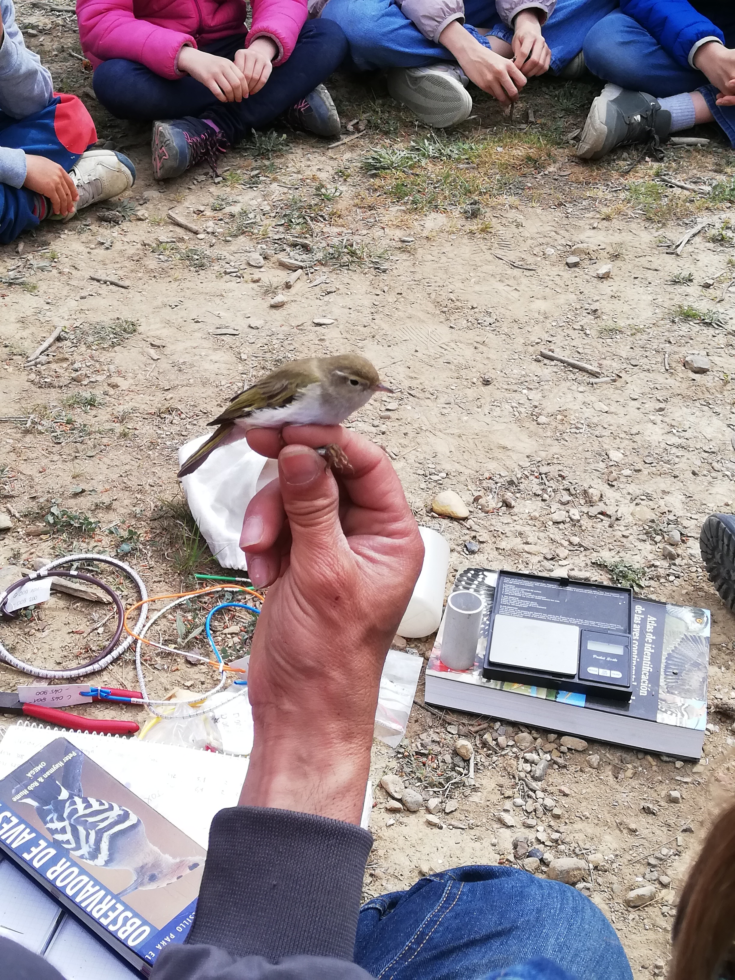 Activitat d'anellament científic d'ocells | © Museu de la Mediterrània