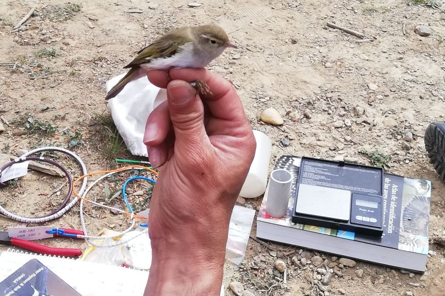 Activitat d'anellament científic d'ocells | © Museu de la Mediterrània Activitat d'anellament científic d'ocells | © Museu de la Mediterrània