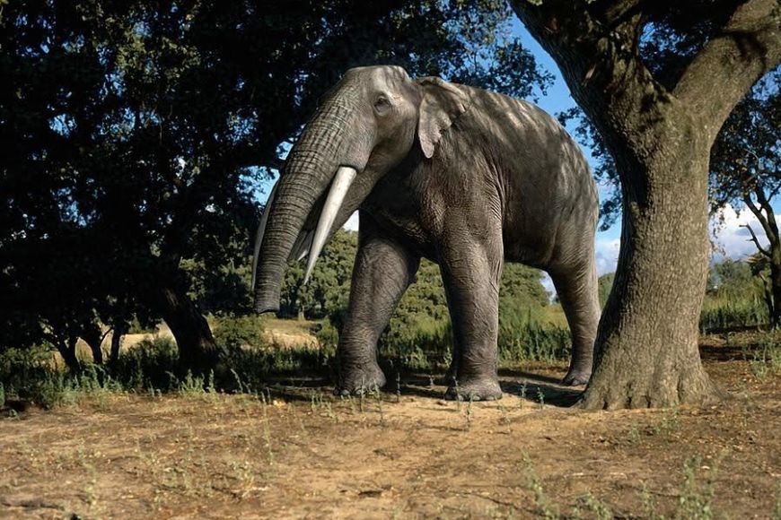 Mastodont | © Mauricio Antón Mastodont | © Mauricio Antón