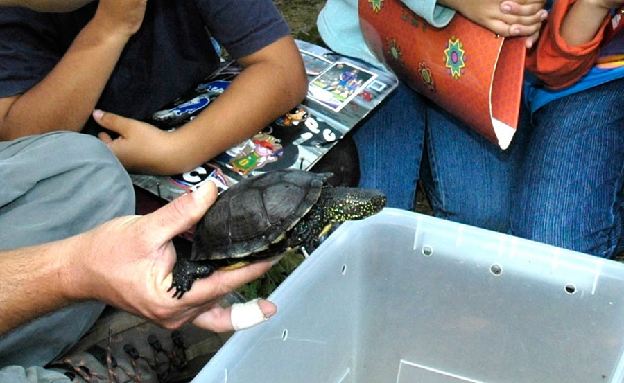 Projecte Life EmysTer: per a la recuperació de l’hàbitat d’amfibis i d’Emys orbicularis al Baix Ter.