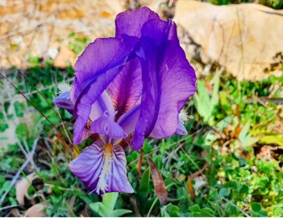 Lliri Blau | © Parc Natural del Montgrí les illes Medes i el Baix Ter