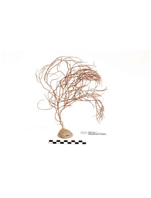 Leptogorgia sarmentosa | © Museu de la Mediterrània Leptogorgia sarmentosa | © Museu de la Mediterrània