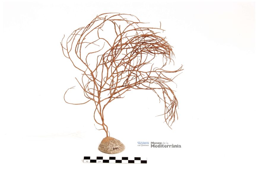 Leptogorgia sarmentosa | © Museu de la Mediterrània