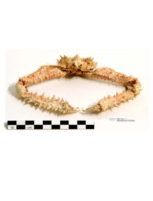 Parthenope macrochelos | © Museu de la Mediterrània Parthenope macrochelos | © Museu de la Mediterrània