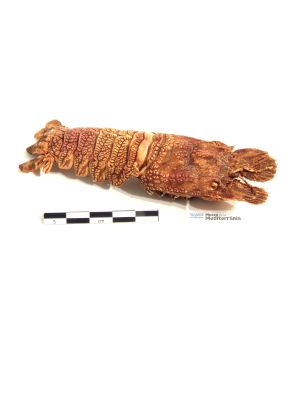 Scyllarus arctus (llagosta lluïsa) | © Museu de la Mediterrània