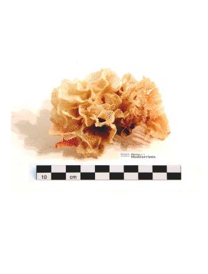 Reteporella beaniana | © Museu de la Mediterrània Reteporella beaniana | © Museu de la Mediterrània