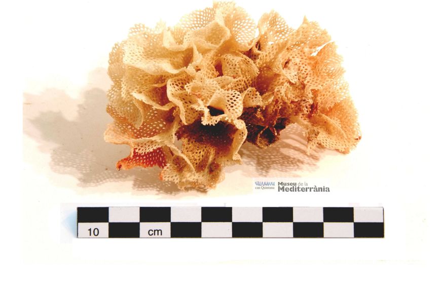 Reteporella beaniana | © Museu de la Mediterrània