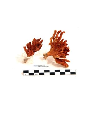Corallium rubrum | © Museu de la Mediterrània