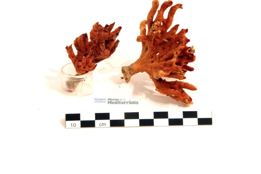 Corallium rubrum | © Museu de la Mediterrània