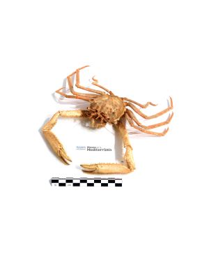 Homola barbata | © Museu de la Mediterrània Homola barbata | © Museu de la Mediterrània