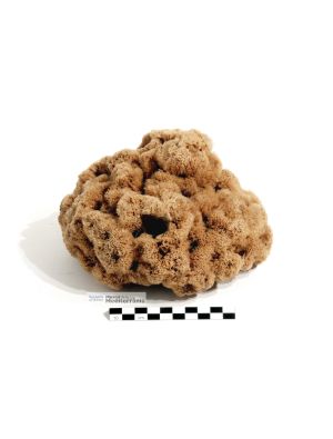 Spongia (Spongia) officinalis | © Museu de la Mediterrània Spongia (Spongia) officinalis | © Museu de la Mediterrània