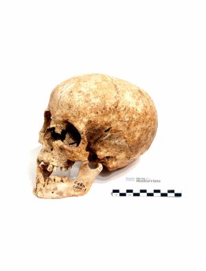 Crani i mandíbula | © Museu de la Mediterrània