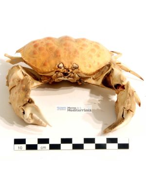 Calappa granulata | © Museu de la Mediterrània