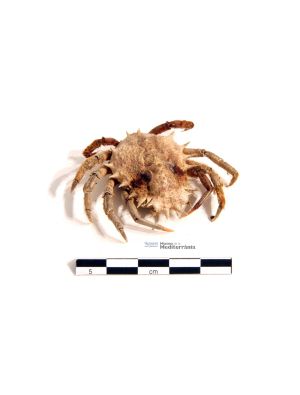 Maja crispata | © Museu de la Mediterrània Maja crispata | © Museu de la Mediterrània