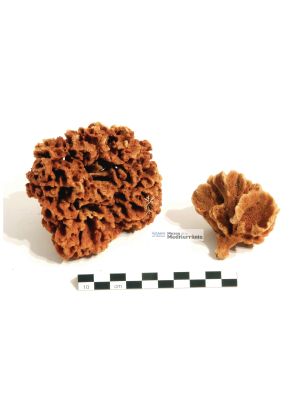 Axinella damicornis | © Museu de la Mediterrània Axinella damicornis | © Museu de la Mediterrània