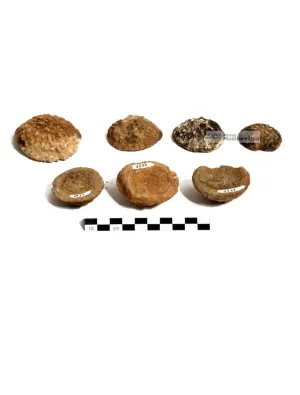 Aspidiscus felixi var. montgrinensis | © Museu de la Mediterrània Aspidiscus felixi var. montgrinensis | © Museu de la Mediterrània