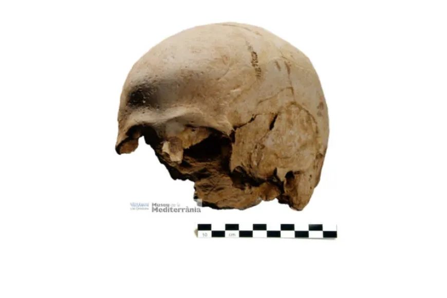 Crani | © Museu de la Mediterrània Crani | © Museu de la Mediterrània