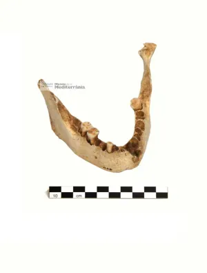 Mandíbula | © Museu de la Mediterrània Mandíbula | © Museu de la Mediterrània