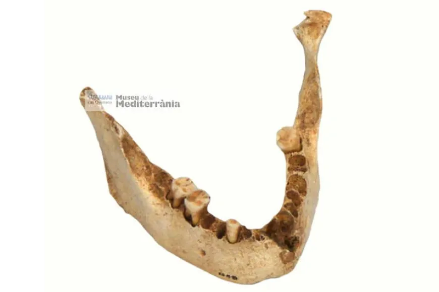 Mandíbula | © Museu de la Mediterrània Mandíbula | © Museu de la Mediterrània