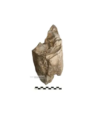 Fragment d’ullal d’elefant antic | © Museu de la Mediterrània Fragment d’ullal d’elefant antic | © Museu de la Mediterrània
