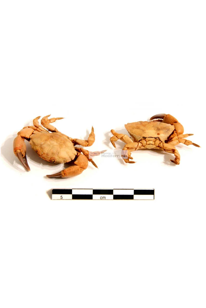 Xanto pilipes | © Museu de la Mediterrània