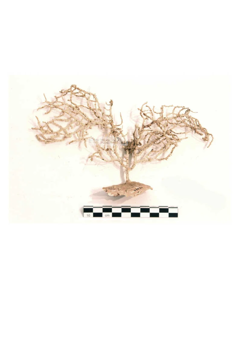 Eunicella verrucosa | © Museu de la Mediterrània