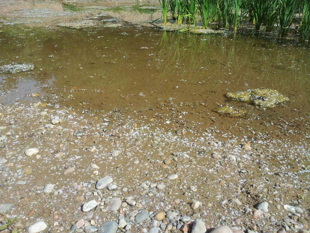 Projecte Life Riparia-Ter: per a la recuperació dels hàbitats riparis del riu Ter